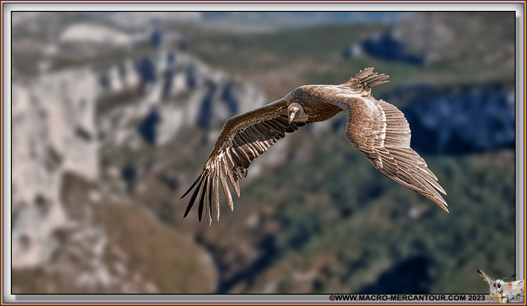 Vautour Fauve